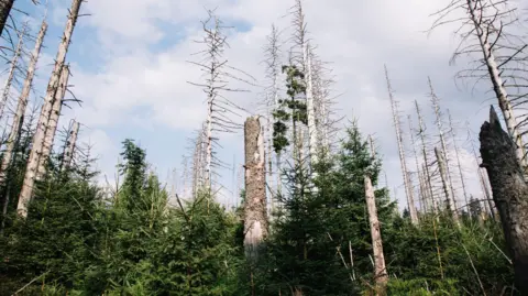 Getty Images Loss of fir trees to disease in a national park in Europe