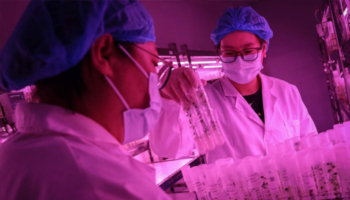 A lab worker holds test tubes containing potato plantlets, in a tissue culture laboratory at a research facility under the CIP, in the Yanqing district, Beijing, China, April 17, 2024. — Reuters