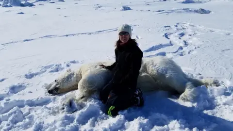 USGS Wildlife biologist Dr Karyn Rode from the US Geological Survey checks on a sedated wild polar bear in the Alaskan Arctic  