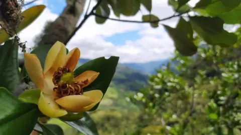 Salvamontes Colombia Yellow flower of one of the rarest magnolias in Colombia