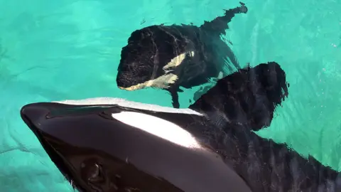 AFP A view from above of the killer whale Wikie and her calf swimming in their enclosure at Marineland Antibes