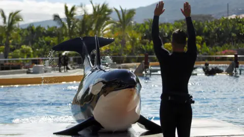 EPA-EFE Morgan, the only female orca at Loro Parque, lies on a platform as her trainer stands in front of her with hands raised in the air. The water of her enclosure can be seen behind her and beyond that the tree covered hills of Tenerife. 