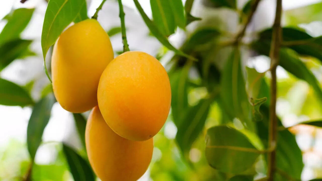 Mangoes
