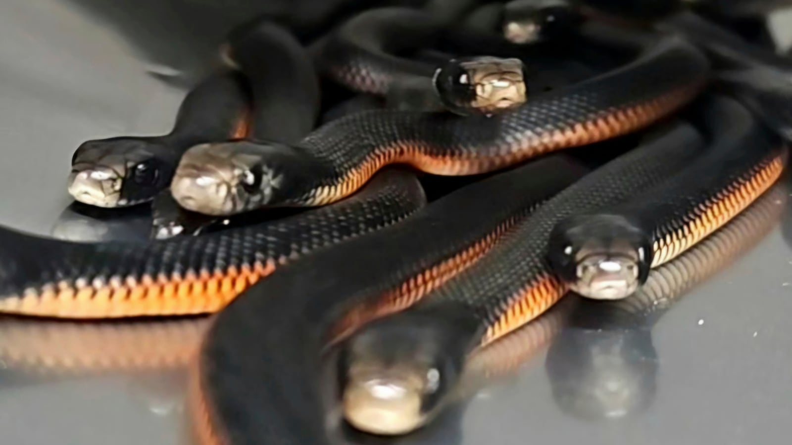Snakes Snakes