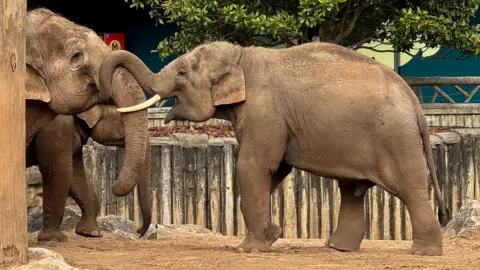Victoria Gill/BBC A young male elephant, on the right of the image, face to face with an older, larger female. The animals are side-on to the camera and the younger male has his mouth open and his trunk looped around the older female's. 